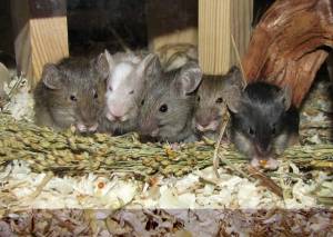 Mäuse fressen [[ernaehrung:koerner:hirse|Silberhirse]]