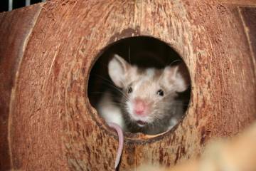 Maus in selbstgebasteltem Kokosnusshaus