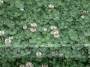 farbmaus:800px-trifoliumrepensflowers.jpeg